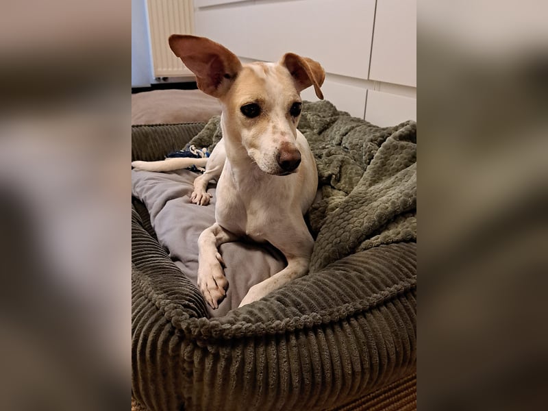 Treue Birna sucht ihre Menschen!