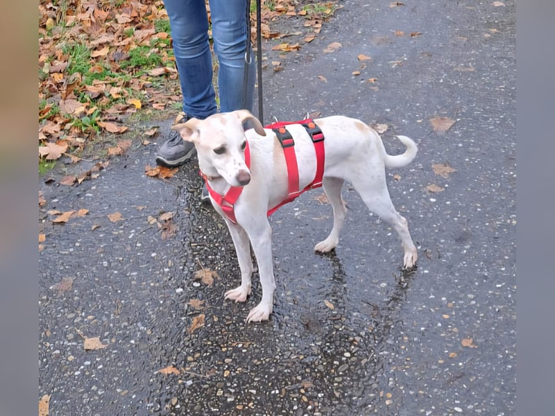 Treue Birna sucht ihre Menschen!