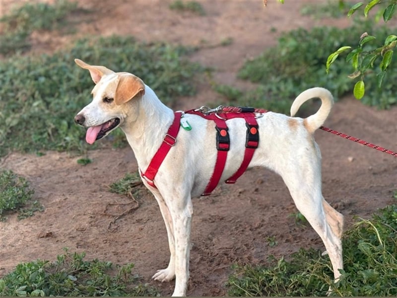 Treue Birna sucht ihre Menschen!