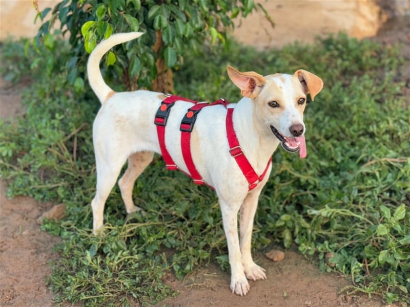 Treue Birna sucht ihre Menschen!