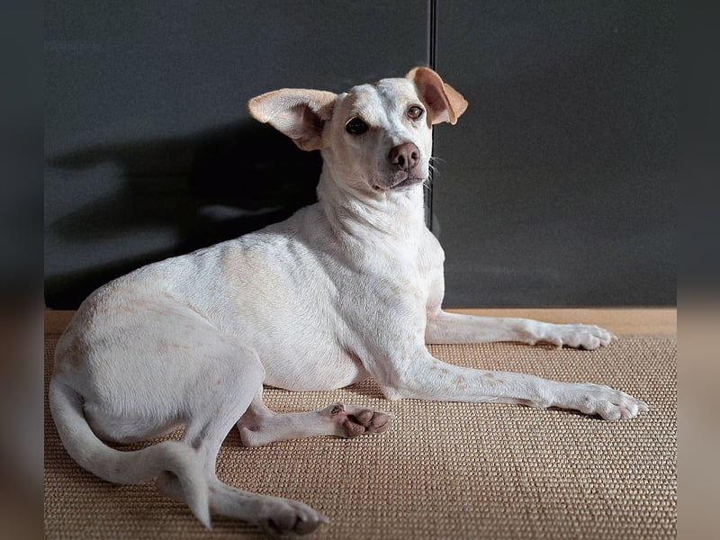 Treue Birna sucht ihre Menschen!