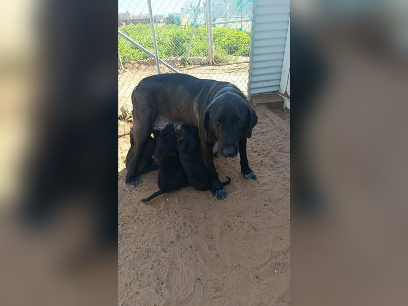 Moon ist ein fröhlicher Welpenbube