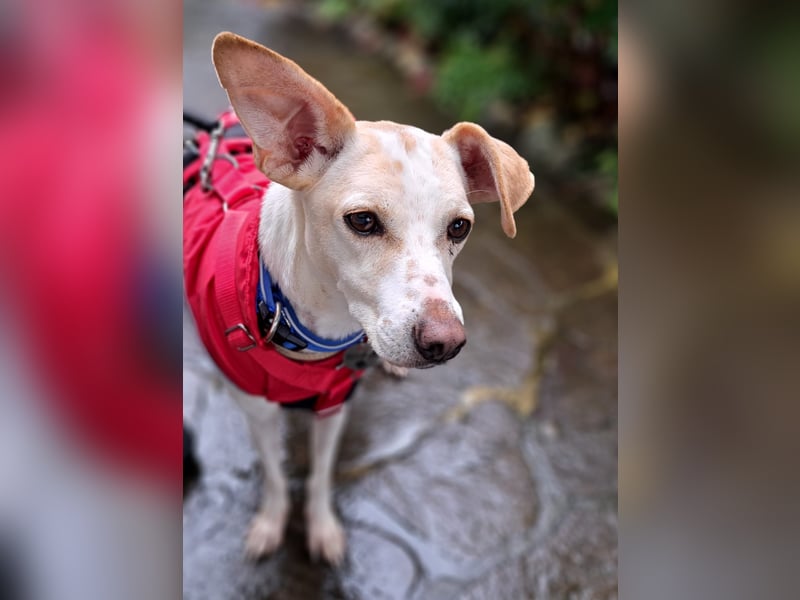 Treue Birna sucht ihre Menschen!