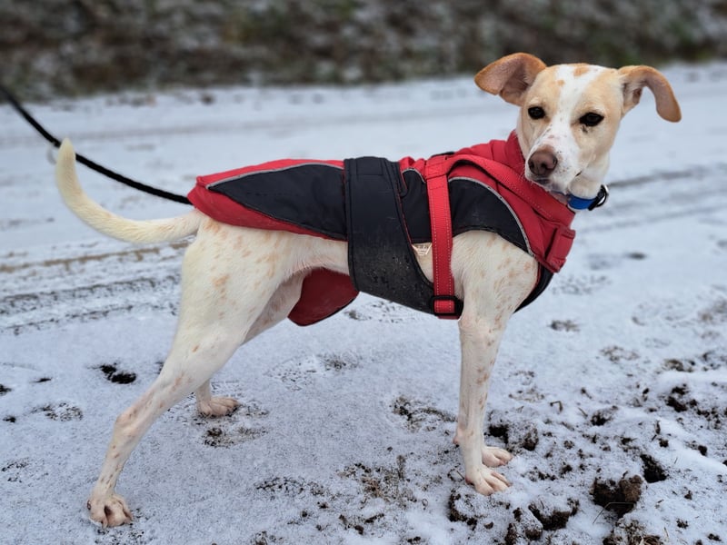 Treue Birna sucht ihre Menschen!