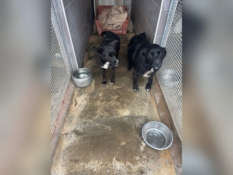 Weihnachtswunder gesucht – für  ATHOS &  NOAH