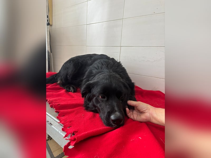 Weihnachtswunder gesucht – für  ATHOS &  NOAH