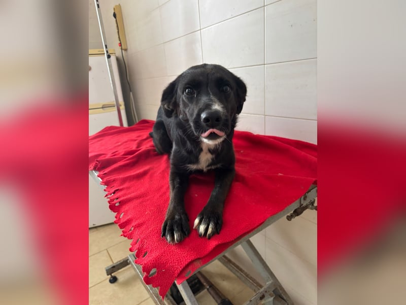 Weihnachtswunder gesucht – für  ATHOS &  NOAH