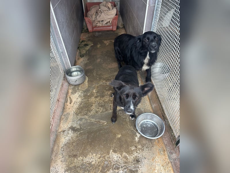 Weihnachtswunder gesucht – für  ATHOS &  NOAH