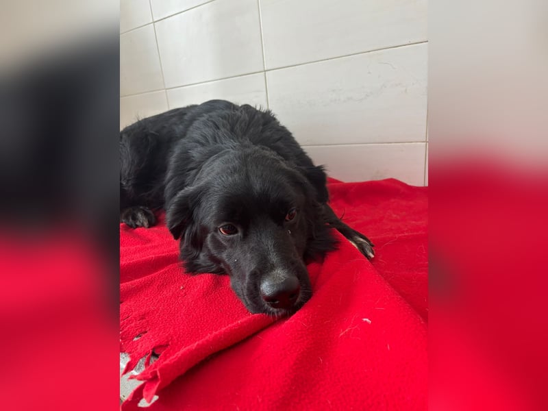 Weihnachtswunder gesucht – für  ATHOS &  NOAH