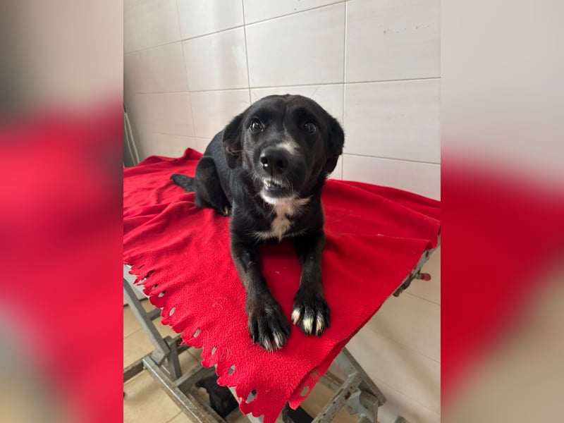 Weihnachtswunder gesucht – für  ATHOS &  NOAH