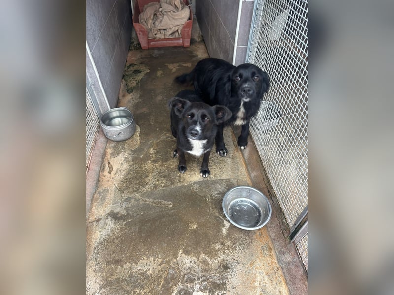 Weihnachtswunder gesucht – für  ATHOS &  NOAH