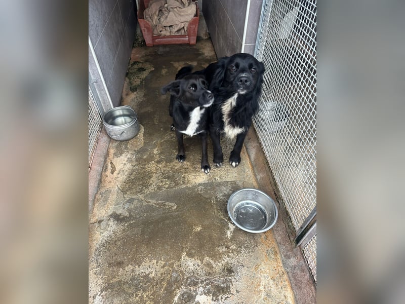 Weihnachtswunder gesucht – für  ATHOS &  NOAH