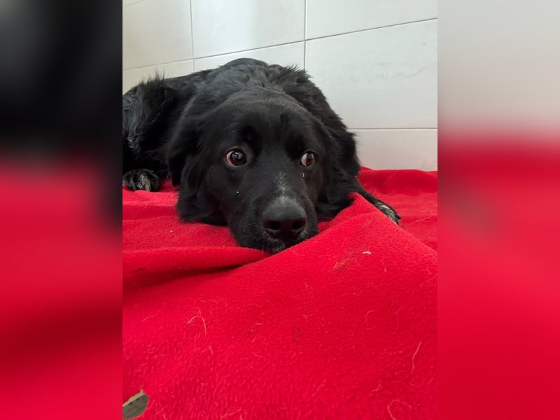 Weihnachtswunder gesucht – für  ATHOS &  NOAH