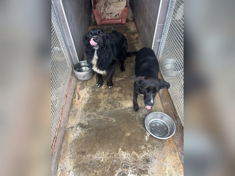 Weihnachtswunder gesucht – für  ATHOS &  NOAH