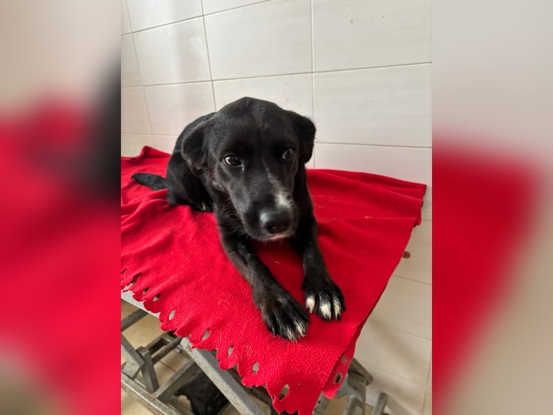 Weihnachtswunder gesucht – für  ATHOS &  NOAH