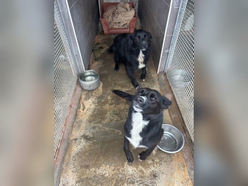 Weihnachtswunder gesucht – für  ATHOS &  NOAH