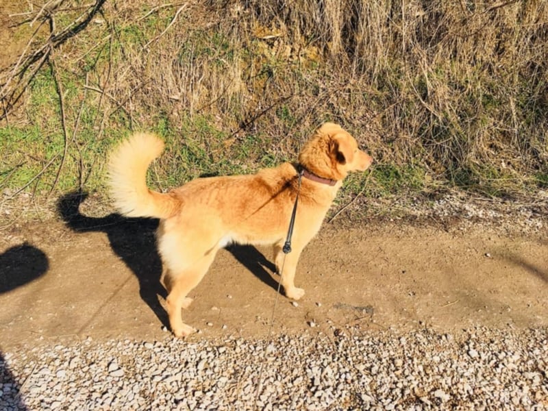 Burli