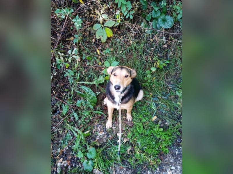 Sue sucht Kuschelplatz