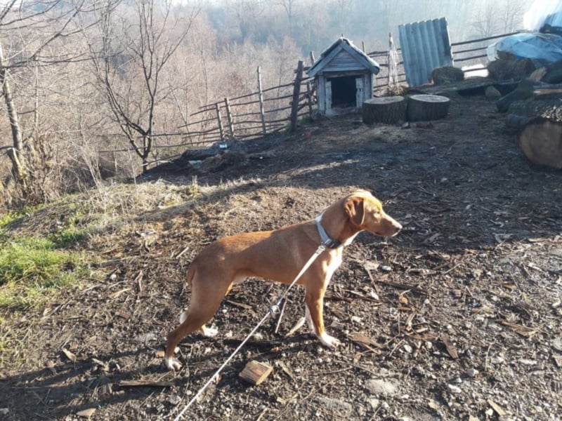 Aramis