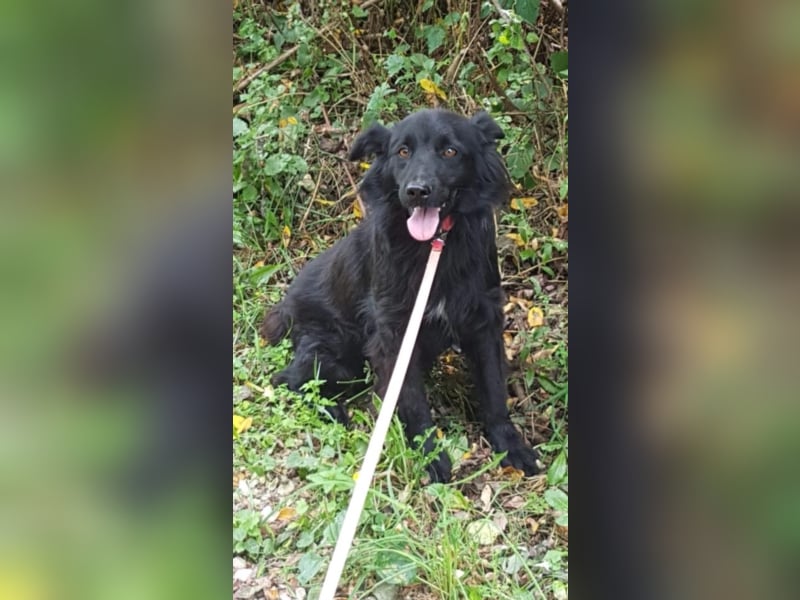 Hannah liebt andere Hunde