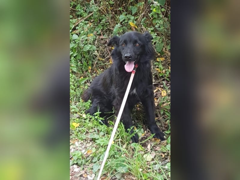 Hannah liebt andere Hunde