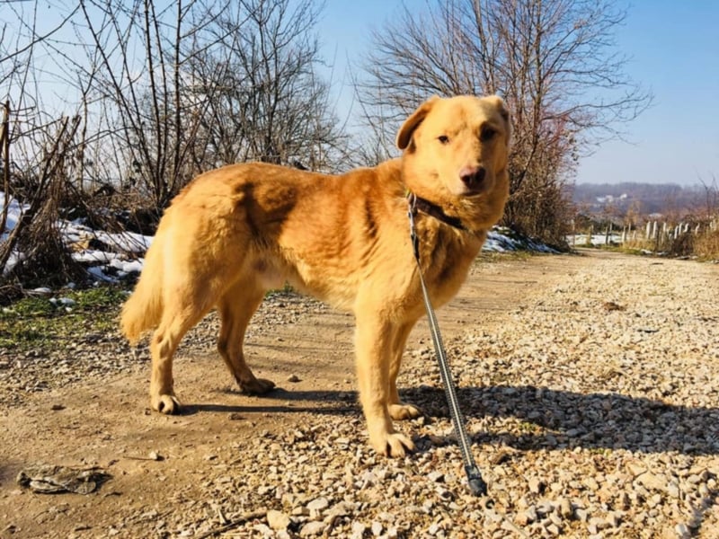 Burli