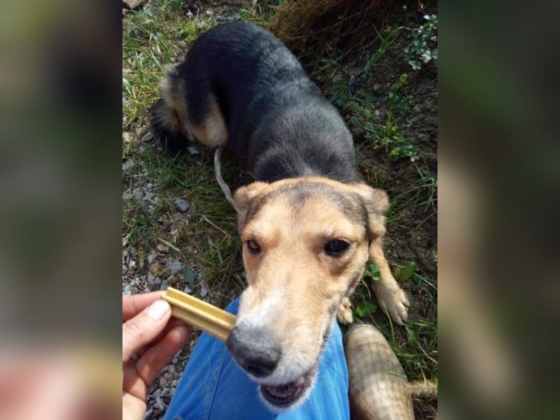 Sue sucht Kuschelplatz