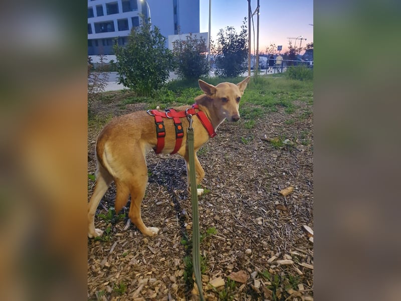 ODA (auf Pflege in 79361 Sasbach-Jechtingen)