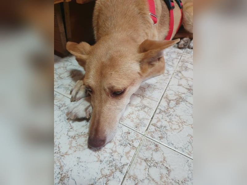 ODA (auf Pflege in 79361 Sasbach-Jechtingen)