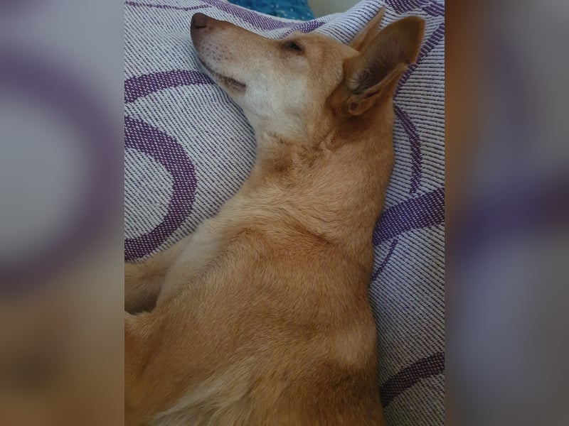 ODA (auf Pflege in 79361 Sasbach-Jechtingen)