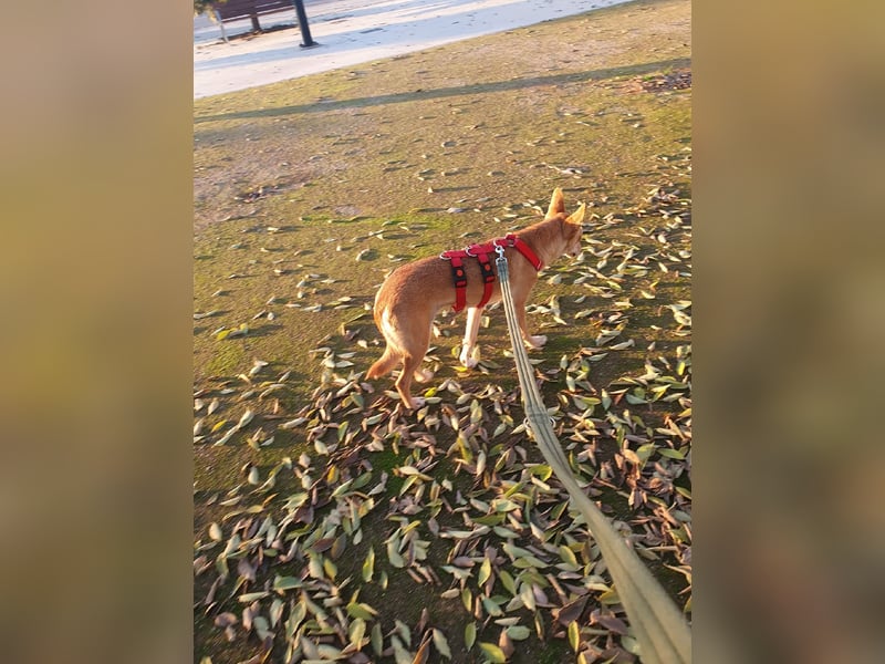 ODA (auf Pflege in 79361 Sasbach-Jechtingen)