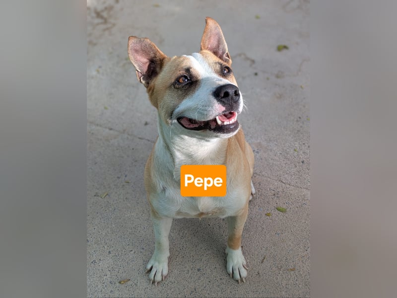 PEPE