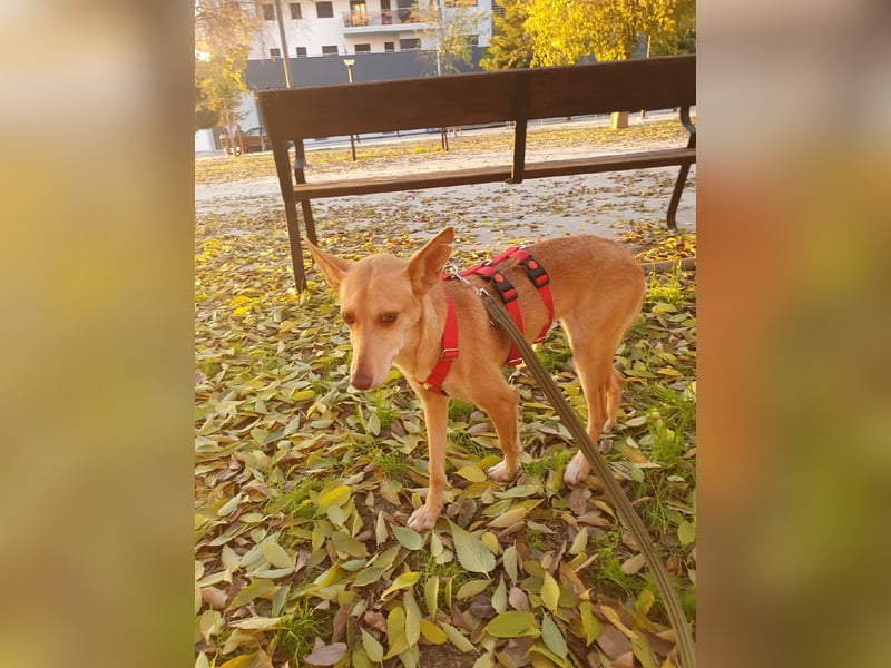 ODA (auf Pflege in 79361 Sasbach-Jechtingen)