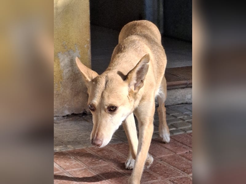 ODA (auf Pflege in 79361 Sasbach-Jechtingen)