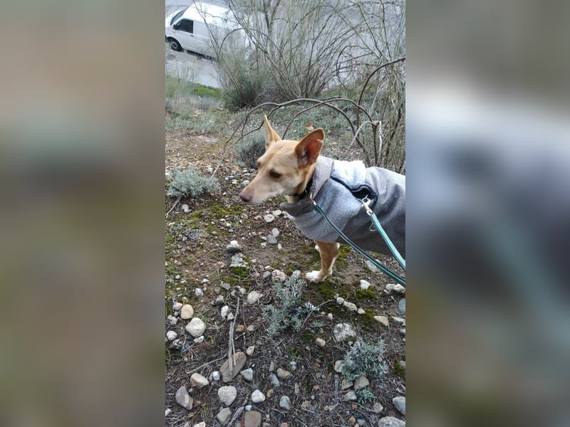 ODA (auf Pflege in 79361 Sasbach-Jechtingen)