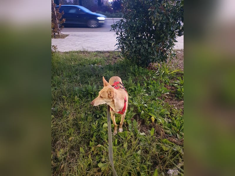 ODA (auf Pflege in 79361 Sasbach-Jechtingen)