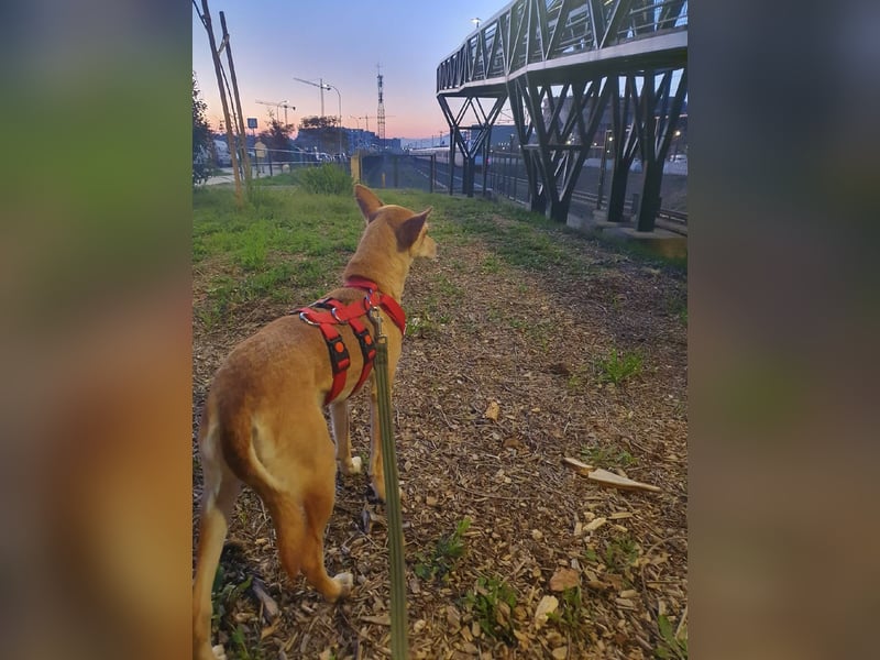 ODA (auf Pflege in 79361 Sasbach-Jechtingen)