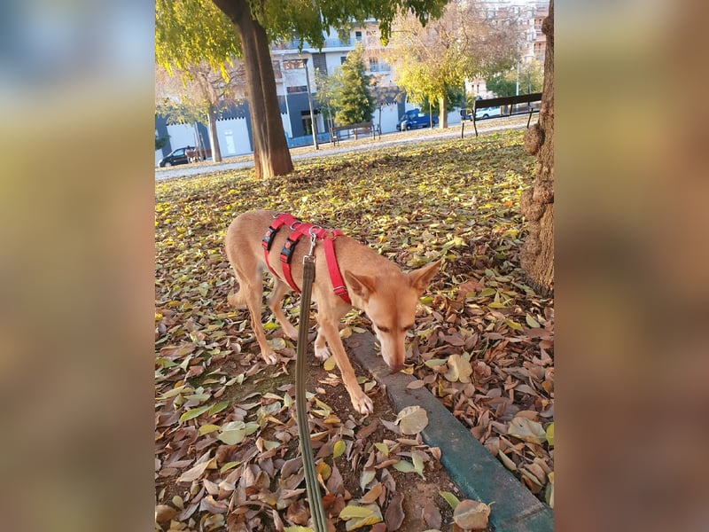 ODA (auf Pflege in 79361 Sasbach-Jechtingen)