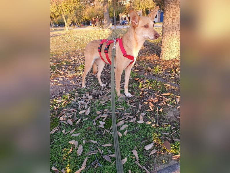 ODA (auf Pflege in 79361 Sasbach-Jechtingen)