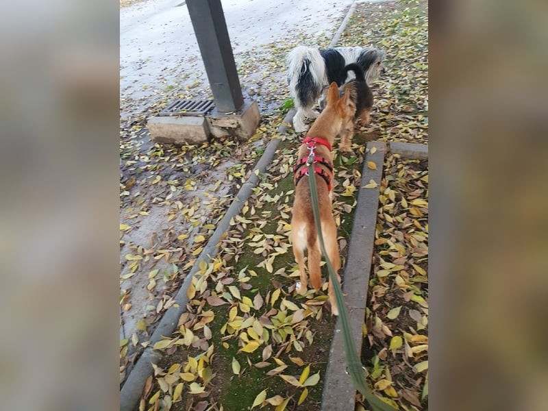 ODA (auf Pflege in 79361 Sasbach-Jechtingen)