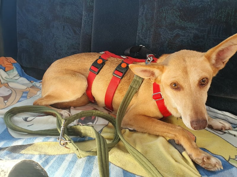 ODA (auf Pflege in 79361 Sasbach-Jechtingen)