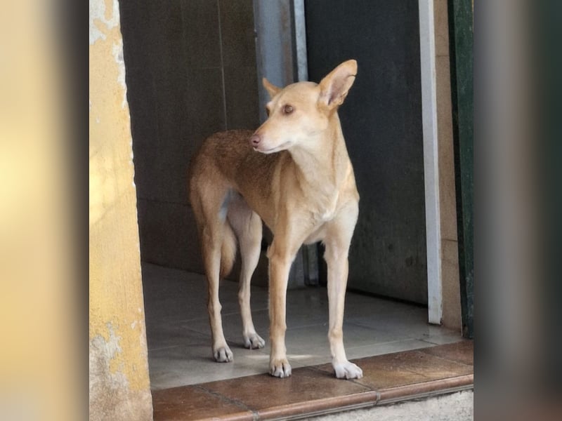 ODA (auf Pflege in 79361 Sasbach-Jechtingen)