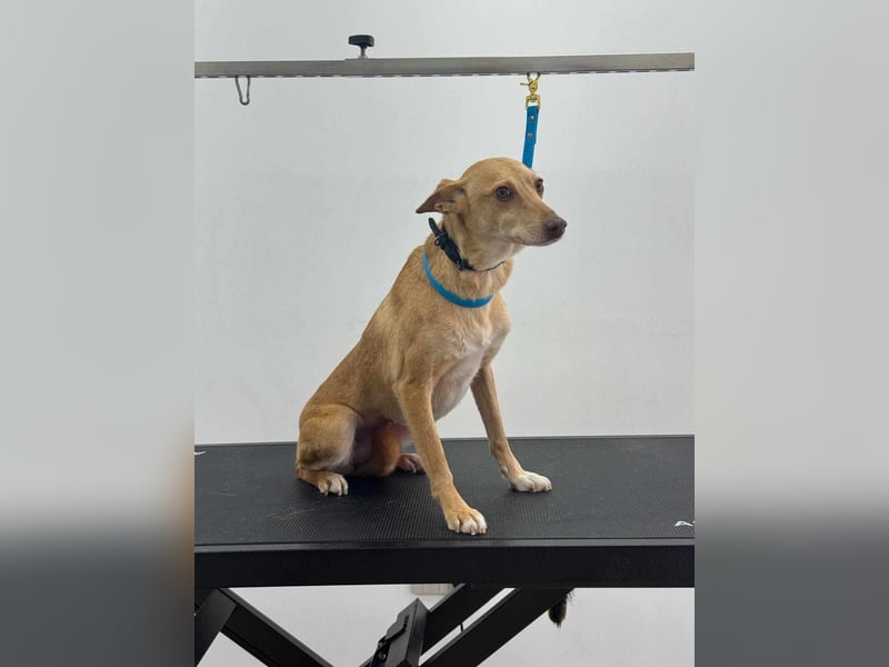 ODA (auf Pflege in 79361 Sasbach-Jechtingen)