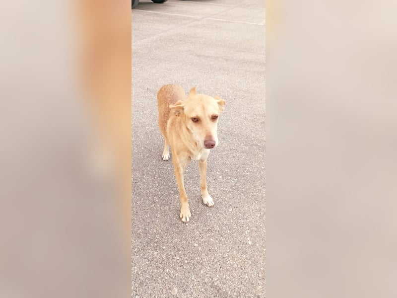 ODA (auf Pflege in 79361 Sasbach-Jechtingen)