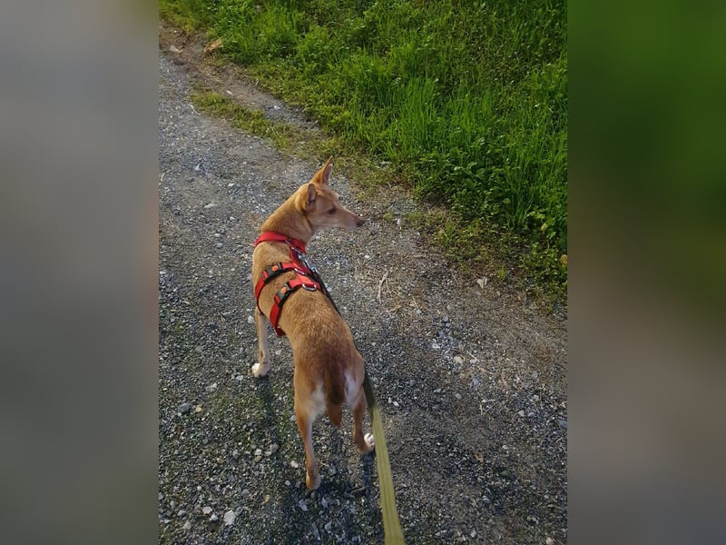 ODA (auf Pflege in 79361 Sasbach-Jechtingen)