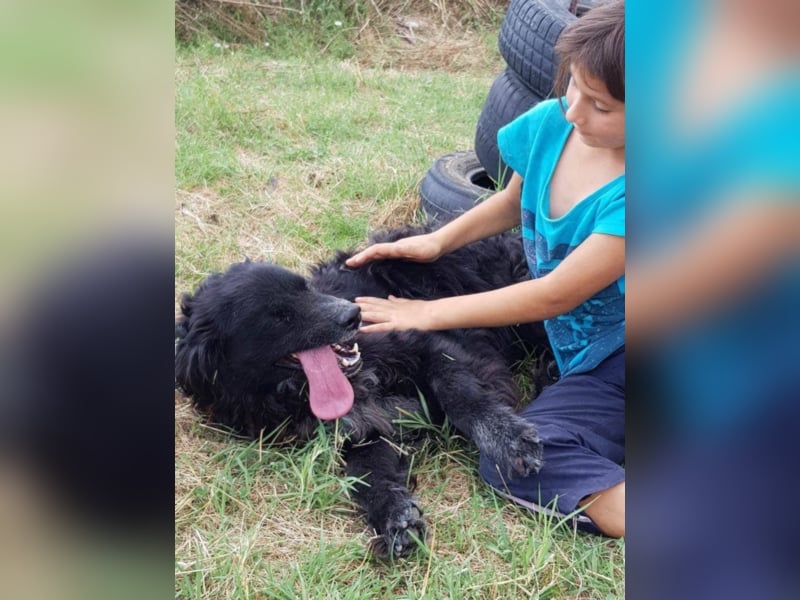 Amber sucht ein Zuhause