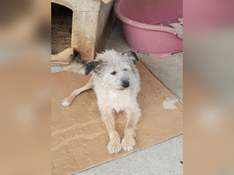 CHESTA sucht ein Zuhause