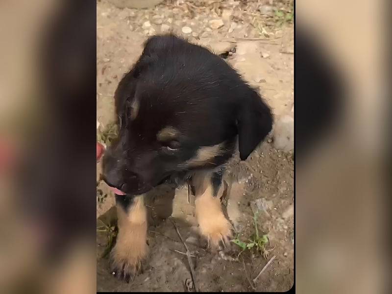 **LOGAN** wie viel ist ein kleines Welpenleben in Rumänien wertw2❓ Im Zweifelsfall garnichts ❗