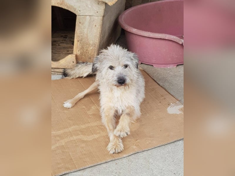 CHESTA sucht ein Zuhause