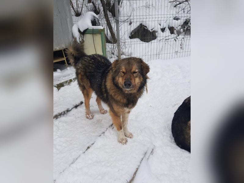 Pasha sucht ein Zuhause <3